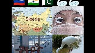 India Welcome Guest From Siberia Russia Travel 5000 KM Siberian Birds Enjoying In India  ???? ???? ????