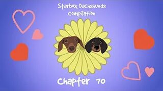 Starbox Dachshunds Compilation Chapter 70