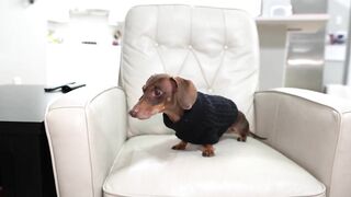 Starbox Dachshunds Compilation Chapter 70