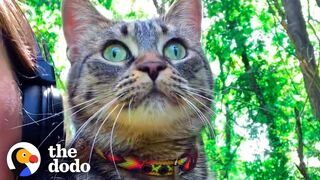 Woman Who Loves To Travel Adopts A Kitten Who Feels The Same Way | The Dodo