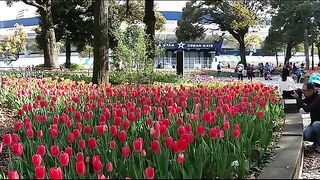 Yokohama Park #yokohama #japan #tour #travel #tourist #flowers