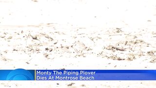 Monty the piping plover dies at Montrose Beach
