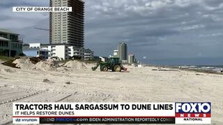 Orange Beach moving sargassum to help restore dunes