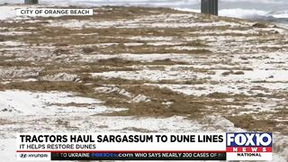 Orange Beach moving sargassum to help restore dunes