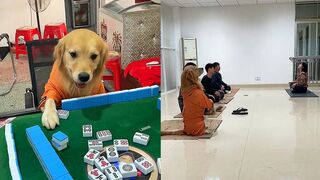 Golden retriever and owner play mahjong together????Funny dog ​​practicing yoga????