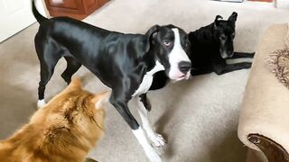 Funny Great Dane & Cat Argue About Their Favorite Chair - The Furry Bickersons