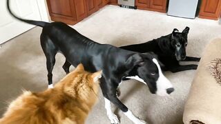 Funny Great Dane & Cat Argue About Their Favorite Chair - The Furry Bickersons