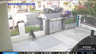 Pit Bull Stolen From Long Beach Front Yard, Snatched By It's Collar