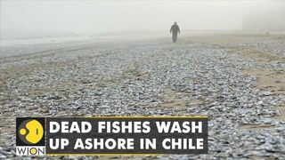 Thousands of dead fish wash up on a Chilean beach, exact reason unknown | World News | WION