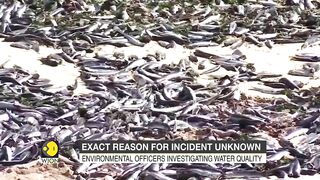 Thousands of dead fish wash up on a Chilean beach, exact reason unknown | World News | WION