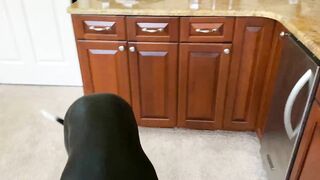 Funny Great Dane Puppy Loves To Chomp On Ice Cubes