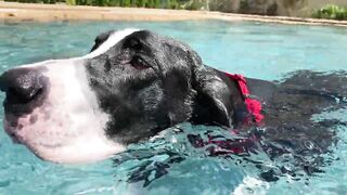 Funny Great Dane Practices Jumping Into The Pool