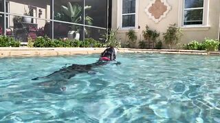 Funny Great Dane Practices Jumping Into The Pool