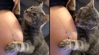 Cat Realizes Its Owner Is Pregnant