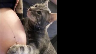 Cat Realizes Its Owner Is Pregnant