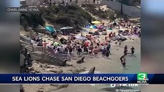 Sea lion video at beach goes viral