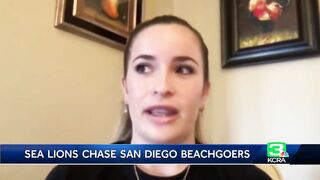 Sea lion video at beach goes viral