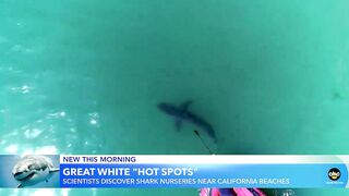 New research captures video of juvenile white shark nursery at popular beach | GMA
