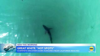 New research captures video of juvenile white shark nursery at popular beach | GMA