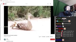 Forsen Reacts to Reverse animal rescue meme compilation