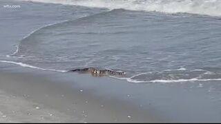 Rattlesnake checks out the beach in Myrtle Beach