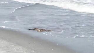 Rattlesnake checks out the beach in Myrtle Beach