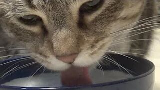 Cat Penny vs Mewly vs Pepe licking compilation #CatPenny