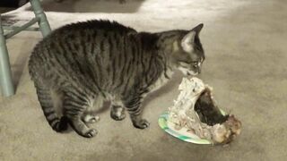 Cat Penny vs Mewly vs Pepe licking compilation #CatPenny