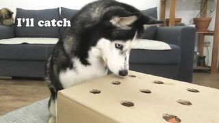 The Puppy Defeated My Husky Dog In Catching Sausages! Hot Dog Challenge