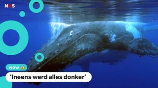 Visser overleeft 30 seconden in bek van walvis