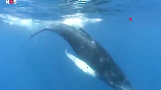 Visser overleeft 30 seconden in bek van walvis