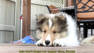 "Can I Wake up KEVIN?" ????????❤️ a Hilarious Biscuit Talky Compilation on Cricket the sheltie Chronicles