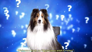 "Can I Wake up KEVIN?" ????????❤️ a Hilarious Biscuit Talky Compilation on Cricket the sheltie Chronicles