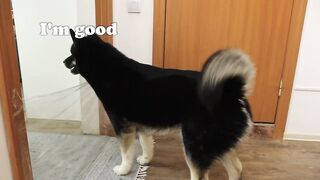 I Pranked My Huskies And Cats And They Took Revenge On Me! Dogs and Cats VS Invisible Wall