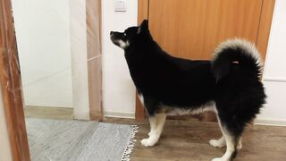 I Pranked My Huskies And Cats And They Took Revenge On Me! Dogs and Cats VS Invisible Wall