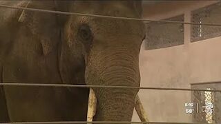 Denver Zoo stretches trunks and more with 'Elephant Yoga' program