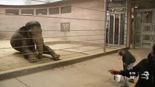 Denver Zoo stretches trunks and more with 'Elephant Yoga' program