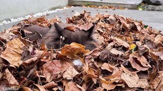 Cats vs Leaves -Compilation ????