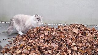 Cats vs Leaves -Compilation ????