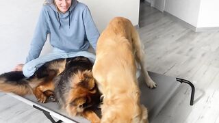 Sleeping in My Dogs' New Bed | Funny Dog Reaction