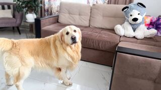 Funny Reaction of a Golden Retriever to a Husky Soft Toy