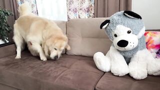 Funny Reaction of a Golden Retriever to a Husky Soft Toy