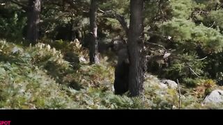 COCAINE BEAR Trailer (NEW 2023)