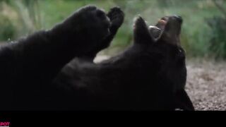 COCAINE BEAR Trailer (NEW 2023)