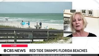 Red tide and massive seaweed blob threaten Florida beaches