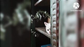 Baby-Cute ???? Cat and Funny Cat Video compilation #Amazing short amazing