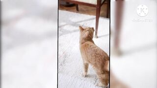 Baby-Cute ???? Cat and Funny Cat Video compilation #Amazing short amazing