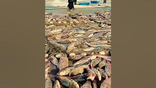 The Beach Fishing