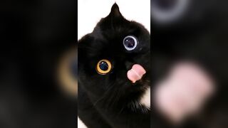 Latest Cute And Funny Cats Compilation - Muizzaa #091 #muizzaa #funnycats #موعضه #gatos #catsvideo