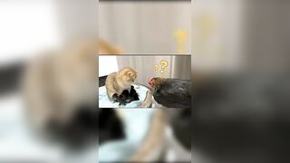 Latest Cute And Funny Cats Compilation - Muizzaa #091 #muizzaa #funnycats #موعضه #gatos #catsvideo
